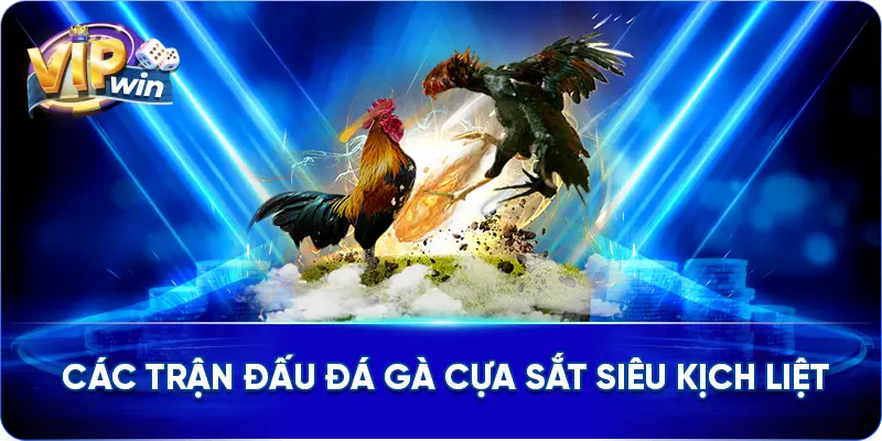 Các trận đấu đá gà cựa sắt siêu kịch liệt