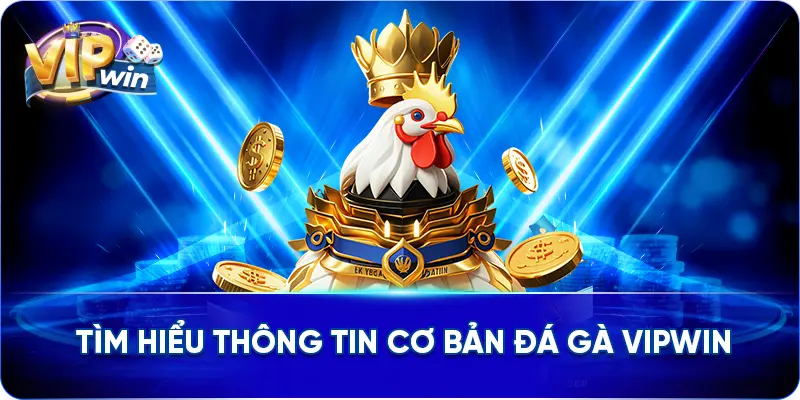 Tìm hiểu thông tin cơ bản Đá gà VIPWIN