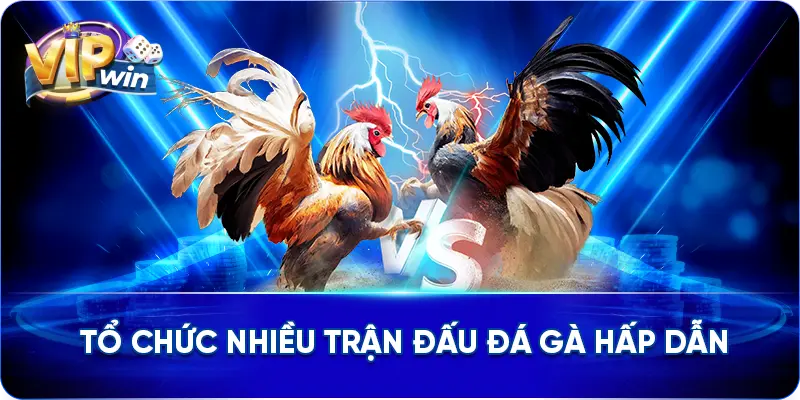 Tổ chức nhiều trận đấu đá gà hấp dẫn